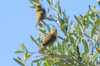 A Common Chiffchaff sitting on a olive tree, sunny day in autumn, Cres (Croatia) clipart