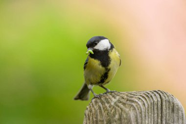 A great tit (Parus major) sitting on a wooden pole, food in beak, day in springtime, Vienna (Austria)