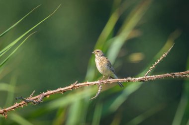 Küçük bir dal üzerinde oturan sıradan bir Linnet Yazın güneşli bir günü, Kuzey Fransa