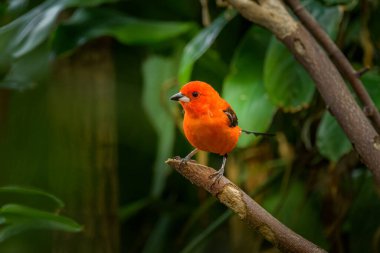 Bir dalda oturan bir Brezilyalı Tanager, arka planda yeşil yapraklar