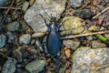 Avusturya 'da bir ormanda yürüyen büyük bir yer böceği (Carabus scheidleri)