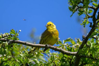 A beautiful male Yellowhammer sitting on a branch, sunny morning in springtime, Austria clipart