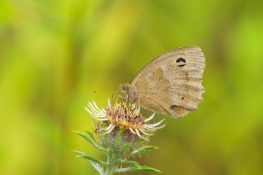 A Dryad butterfly (Minois dryas) resting on a flower, sunny day in autumn, Vienna (Austria) clipart