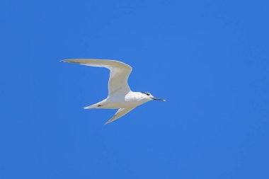 Mavi gökyüzünde bir sandviç kabuğu Yazın güneşli bir gün, Kuzey Fransa