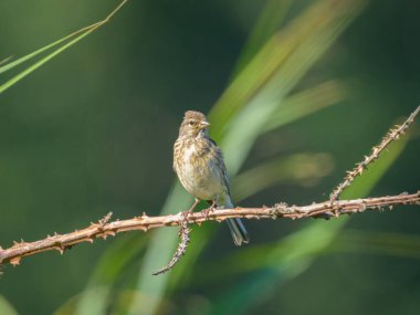 Küçük bir dal üzerinde oturan sıradan bir Linnet Yazın güneşli bir günü, Kuzey Fransa