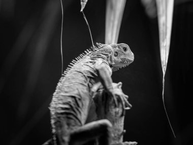 A Lesser Antillean iguana resting on a branch in a zoo, black and white clipart