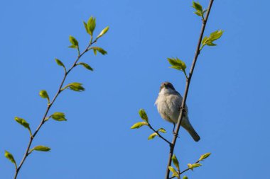Ağacın üzerinde oturan daha küçük bir Beyazboğan, Viyana 'nın güneşli bir günü (Avusturya))