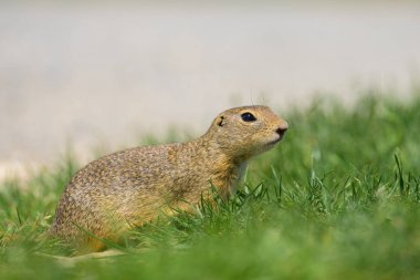 Bir Avrupa sincabı (Spermophilus citellus) baharda yeşil bir çayırda (Avusturya)