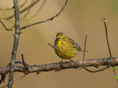 Baharın güneşli bir gününde küçük bir dalda oturan bir sarı çekiç.
