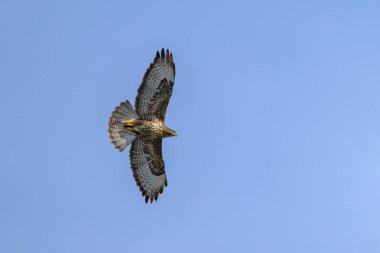 Baharda güneşli bir günde mavi gökyüzünde uçan sıradan bir şahin