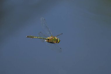 Suyun üzerinde uçan bir Downy Emerald yusufçuğu (Cordulia aenea), baharda güneşli bir gün, Viyana (Avusturya))