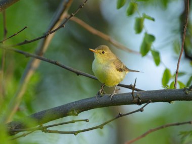 Bir Icterine Warbler bir dalda oturuyor, baharda güneşli bir sabah, Avusturya