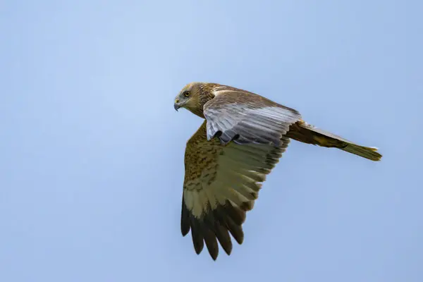 stock image A Western Marsh Harrier flying on a sunny day in springtime, blue sky