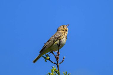 A Tree Pipit sitting on a twig, sunny morning in springtime, blue sky, Austria clipart
