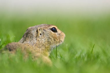 Bir Avrupa sincabı (Spermophilus citellus) baharda yeşil bir çayırda (Avusturya)