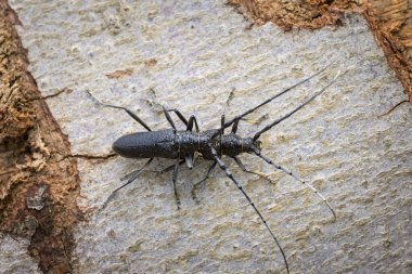 Ağaç gövdesinde oturan bir çift oğlak böceği (Cerambyx scopolii, Cerambycidae) (Viyana, Avusturya))