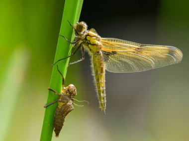 Dört benekli kovalayıcı (Libellula quadrimaculata), larvalardan doğan yeşil bir bitkinin üzerinde oturuyor, yazın güneşli bir gün, Viyana (Avusturya))