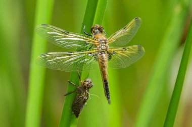 Four spotted chaser (Libellula quadrimaculata) sitting on a green plant, sunny day in summer, Vienna (Austria) clipart