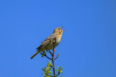 A Tree Pipit sitting on a twig, sunny morning in springtime, blue sky, Austria clipart