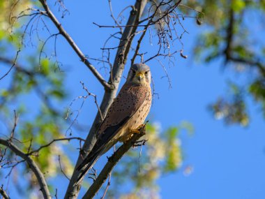 A Common Kestrel (Falco tinnunculus) sitting on a small branch, sunny evening in spring, Vienna (Austria) clipart