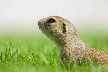 Bir Avrupa sincabı (Spermophilus citellus) baharda yeşil bir çayırda (Avusturya)