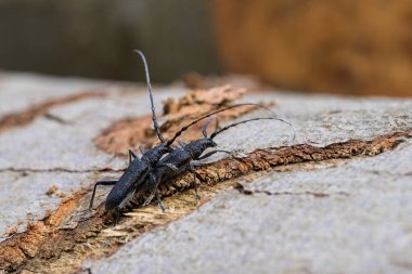 Ağaç gövdesinde oturan bir çift oğlak böceği (Cerambyx scopolii, Cerambycidae) (Viyana, Avusturya))