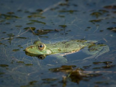 Güneşli bir günde, Hırvatistan küçük bir su birikintisi yakın oturan bir su Kurbağa (rana ridibunda)