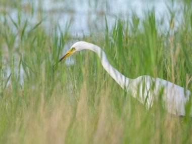 A Great Egret standing in a pond between reed, looking for food, Austria clipart