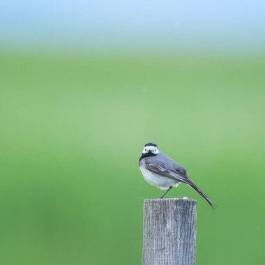 Tahta bir direkte duran beyaz bir Wagtail, yeşil arka plan, Avusturya
