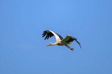 Baharın güneşli bir gününde uçan bir Beyaz Leylek, mavi gökyüzü, Aşağı Avusturya