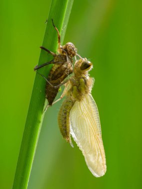 Four spotted chaser (Libellula quadrimaculata) sitting on a green plant, emerging from larvae, sunny day in summer, Vienna (Austria) clipart