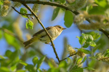Ağaçta oturan sıradan bir Chiffchaff, ilkbaharda güneşli bir gün, mavi gökyüzü, Yukarı Avusturya