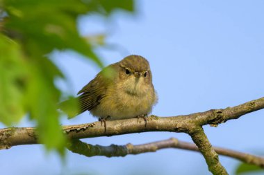 Ağaçta oturan sıradan bir Chiffchaff, ilkbaharda güneşli bir gün, mavi gökyüzü, Yukarı Avusturya