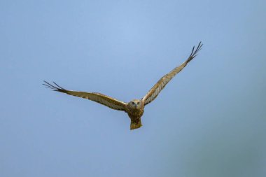 Bahar mevsiminde güneşli bir günde mavi gökyüzünde uçan bir Batılı Bataklık Harrier