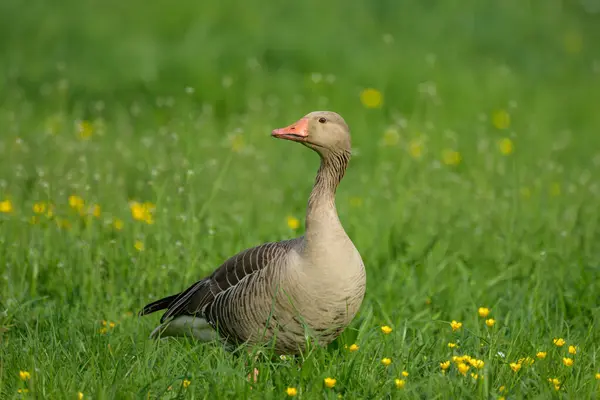 stock image A Greylag Goose walking in a green meadow with yellow flowers, sunny day in springtime, Austria