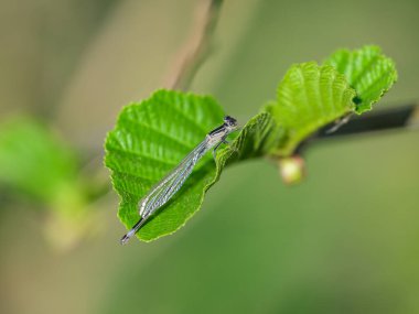 Mavi kuyruklu bir kızböceği (Ischnura elegans) ilkbaharda güneşli bir günde yaprakların üzerinde dinlenir.)