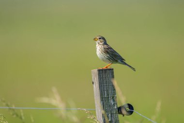 Tahta bir direkte oturan bir mısır gevreği, ilkbaharda güneşli bir gün, Avusturya