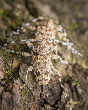 Bir çift küçük uzun boynuzlu böcek (Aegomorphus clavipes) Avusturya 'da ilkbaharda güneşli bir günde bir tahta parçasında oturuyorlar.