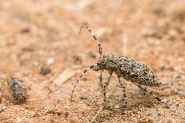 Küçük bir Longhorn böceği (Aegomorphus clavipes) Avusturya 'da ilkbaharda güneşli bir günde bir tahta parçasının üzerinde oturur.