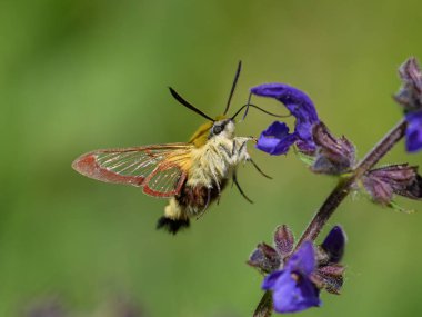 Bahar mevsiminde bir ormanda mavi bir çiçekten (Salvia pratense) beslenen geniş kenarlı bir arı güvesi (Hemaris fuciforis)