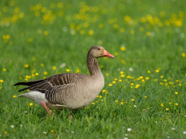 Bir Greylag Kaz yeşil bir çayırda yürüyor sarı çiçeklerle, ilkbaharda güneşli bir gün, Avusturya