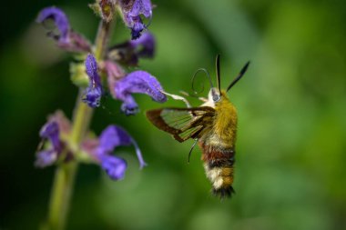 Bahar mevsiminde bir ormanda mavi bir çiçekten (Salvia pratense) beslenen geniş kenarlı bir arı güvesi (Hemaris fuciforis)