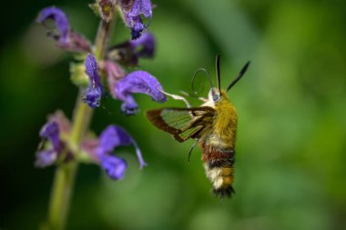 a broad bordered bee hawk moth (Hemaris fuciformis) feeding on a blue flower (Salvia pratense) in a forest in springtime clipart
