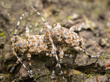 Bir çift küçük uzun boynuzlu böcek (Aegomorphus clavipes) Avusturya 'da ilkbaharda güneşli bir günde bir tahta parçasında oturuyorlar.