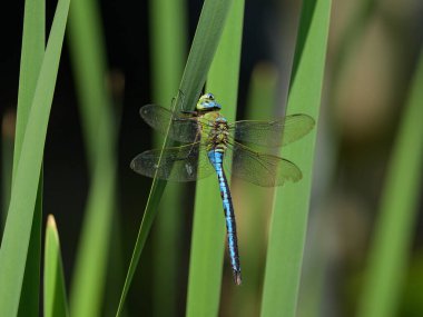 Bir imparator yusufçuk (Anax imperator) baharda güneşli bir günde bir bitki üzerinde dinlenir (Avusturya).)