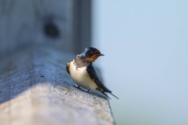 Çitin üzerinde dinlenen bir ahır kırlangıcı, ilkbaharda Avusturya 'da güneşli bir gün
