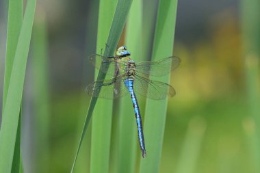 Bir imparator yusufçuk (Anax imperator) baharda güneşli bir günde bir bitki üzerinde dinlenir (Avusturya).)