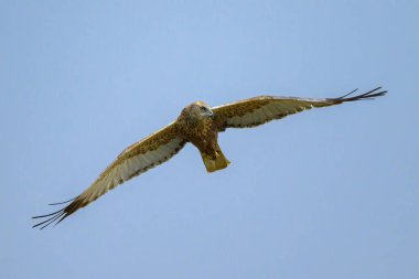 Bahar mevsiminde güneşli bir günde mavi gökyüzünde uçan bir Batılı Bataklık Harrier