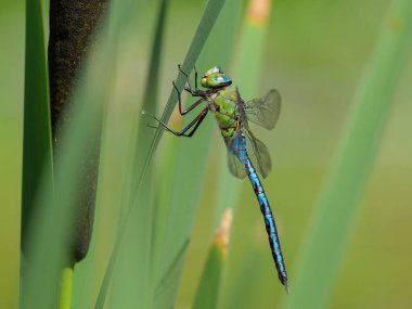Bir imparator yusufçuk (Anax imperator) baharda güneşli bir günde bir bitki üzerinde dinlenir (Avusturya).)