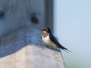 Çitin üzerinde dinlenen bir ahır kırlangıcı, ilkbaharda Avusturya 'da güneşli bir gün